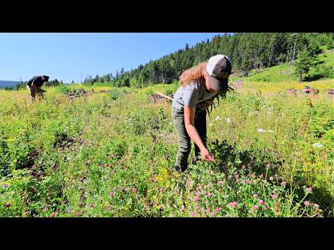 Foraging Wild Strawberries & Making the BEST Strawberry Shortcake from Scratch