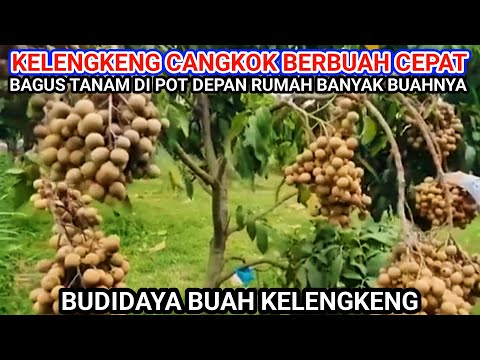 Berbuah Cepat Dan Pendek