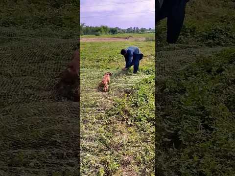 Quail Hunting Challenge | Bela Passing out | Quail Hunting Training @ExplorePotohar #viralshort