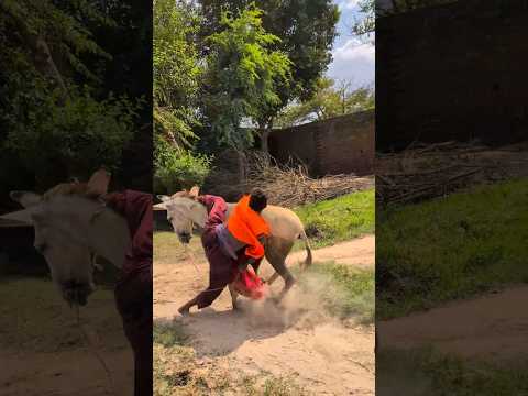 Best donkey Rider ๐ด๐๐ #funny #comedy #donkeyriding #foryou #youtubeshorts