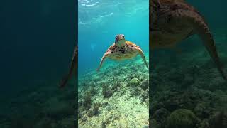 🫧🌊 #turtle #turtlewatching #snorkeling #shorts #feedshorts #vlog