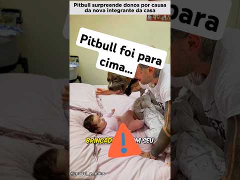 Pitbull fica enciumado com ... | Tccontos #shorts #animais #animaisfofos #animes #pets #vidaanimal