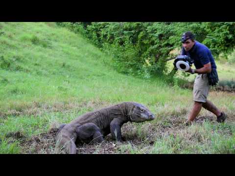 Indonésie : les dangereux dragons de Komodo