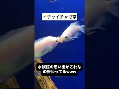 水族館の魚だってキスしてんのに俺は…😢 #魚 #カップル #面白い #shorts #デート #一途 #はじまりの曲