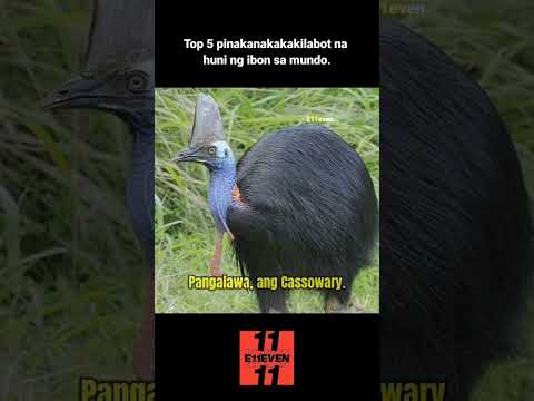 Top 5 pinaka nakakakilabot na huni ng ibon sa mundo.           #shorts #birds #story #top5 #E11even