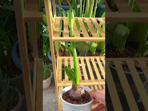 this plant ☘️