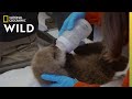 Caregiver Responsibilities for Sea Otter Pups