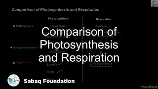 Comparison of Photosynthesis and Respiration