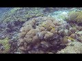 Microbial Life in Oceans