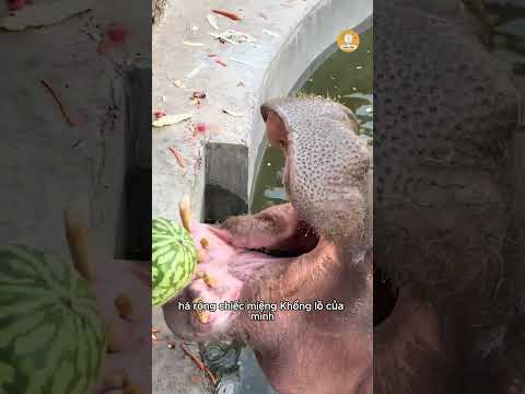 Chú hã mã lặn xuống tìm trái dưa hấu