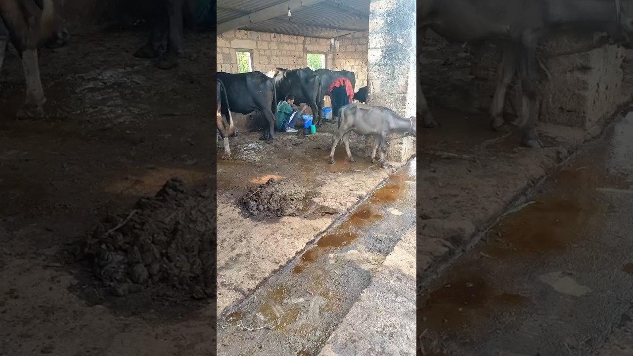 Order Video