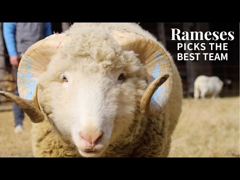 Rameses picks the best team