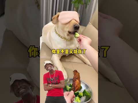 Hilarious #whoisjordanjackson #petsofinstagram #funnypets2023