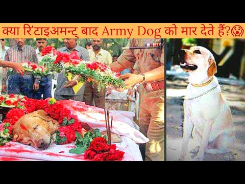 OMG!!! 😱 क्या Retirement के बाद Army Dogs 🐕 को मार दिया जाता है??? 😥 | #shorts | #Gyanshare