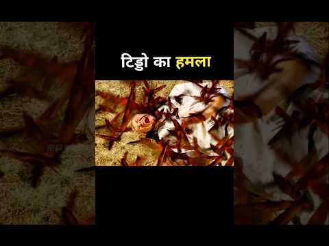locust attack #shortvideo