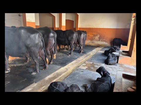 आज दिखाते हैं SDF(9812319308, 9812301213) पर खड़ी शानदार भैंस 💪Sansaniwal Dairy Farm Latest Video