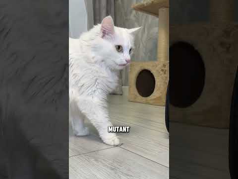 Zombie apocalypse 🙀 #funny #cates #funnycats #cattos #pets #shorts #zombie #Zombieapocalypse