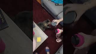 Fuzzy's Reaction to Kitty Treats