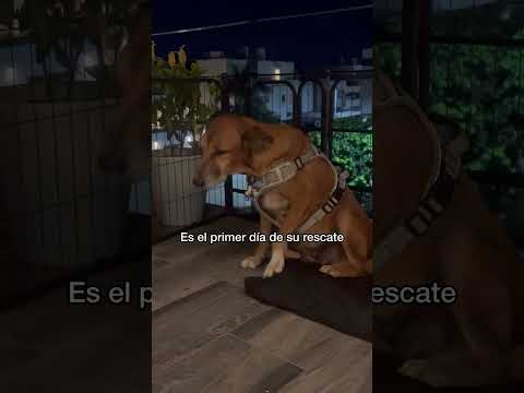 Lucy tiene el alma rota, no sé cuánto tiempo le tome sanar, pero estoy segura que lo hará ❤️🩹