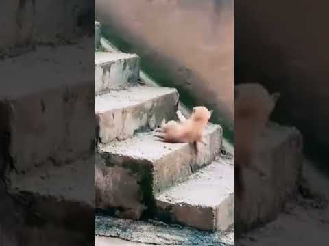 Perrito se cae #fypシ゚viral #fypyoutube #fypage #shortvideos #shorts #shortsvideo #video #viralshorts
