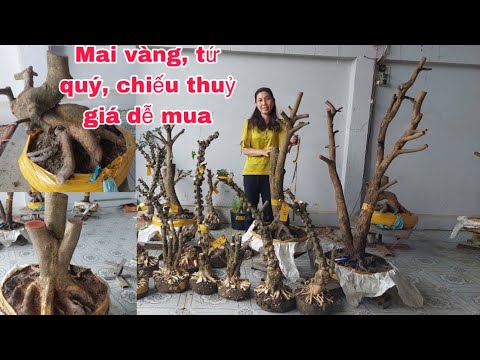 Cây Cảnh 13/11 Truyền #O939O464O5 Chào Bán chiếu thủy, Mai vàng, Tứ Quí giá rẻ