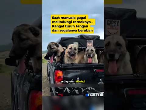 🐺🐕‍🦺Anjing Kangal Lawan Serigala Liar⁉️ Siapa yang Bertahan Hidup.