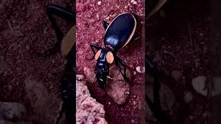 Ever seen a beetle clean itself 🪲 #bugs #insects #nature #viral #wildlife #beetles