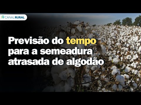 Previsão do tempo para a semeadura atrasada de algodão