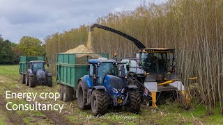 Energy Crops Consultancy Coppice Willow Harvest - Joe Cullen Photography