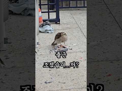 남의 집 앞에서 천연기념물이 사냥을 하네요;;;