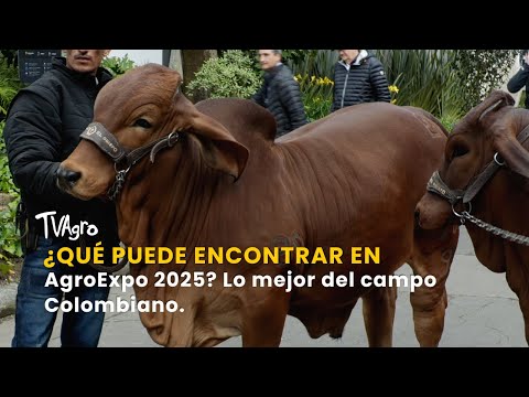 ¿Qué puede encontrar en AgroExpo 2025? Lo mejor del campo Colombiano - TvAgro por Juan Gonzalo Angel