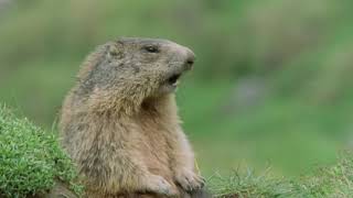 TV KommenTier Murmeltier