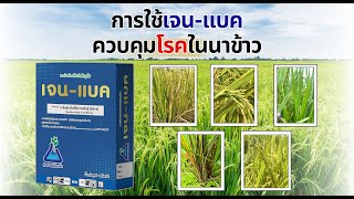 การใช้เจนแบคควบคุมโรคในนาข้าว