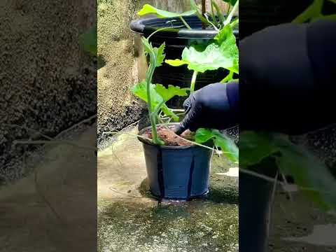 Tips for growing pumpkins #pumpkins