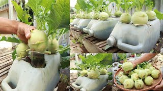 No soil needed - You can still grow big, lush kohlrabi right on your terrace.