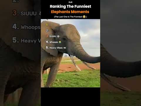 Ranking the Funniest Elephant Moments 🐘
