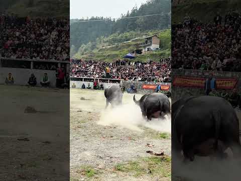 💥Iron Horn vs. Mountain King: CHAOS at China’s Bullfighting Festival! 🐂🔥 #shorts