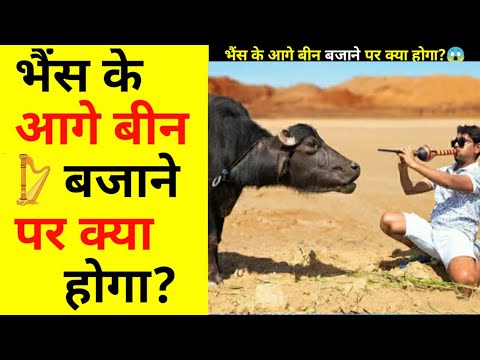 जब भैंस के आगे बीन बजाया तो क्या हुआ? | What happened when the bean rang in front of the buffalo?