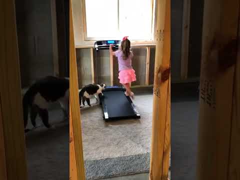 Qui a déjà vu un chat faire du sport ? #humour