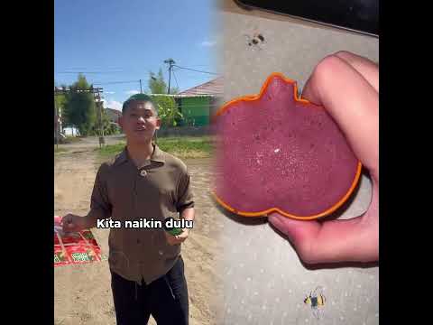 Ada yang berani lawan botak ijoo!! #fyp