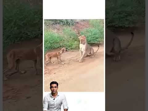 😱الخوف جعل الكلب يواجه اللبوة #shorts