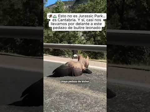 Una familia encontró un aguila rara en medio de la carretera