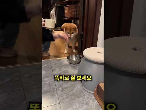 강아지는 주인에게 혼이 났어요 😂