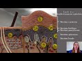 Skin Structure and Function Concepts