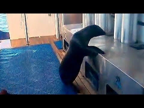 Curious Sea Lion Climbs Aboard Scuba Boat to Inspect Cargo E