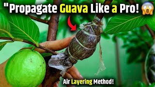 Grow Guava Tree Faster: Easy Air Layering with Cocopeat! | How to Propagate guava tree