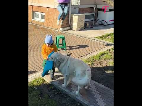 Kid's and his dog's quick thinking save the day #shorts