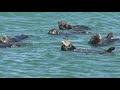 Kelp Forest Ecosystem and Sea Otters