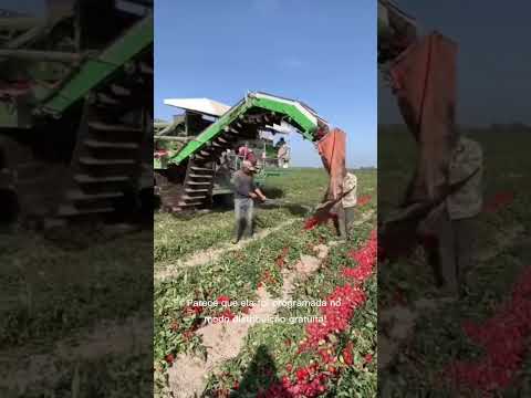 máquina jogar tomates fora