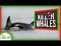 Orca Hunting Techniques and Behavior